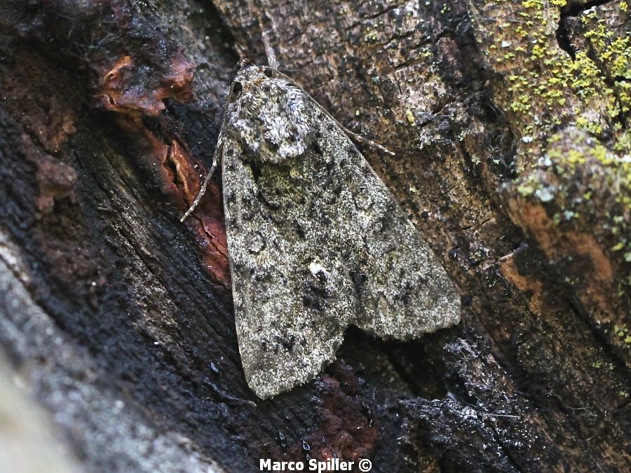 Falena da identificare - Acronicta (Viminia) rumicis